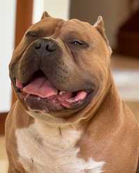 American bully suka