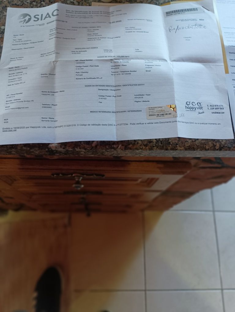 Pequena raça tamanho 0