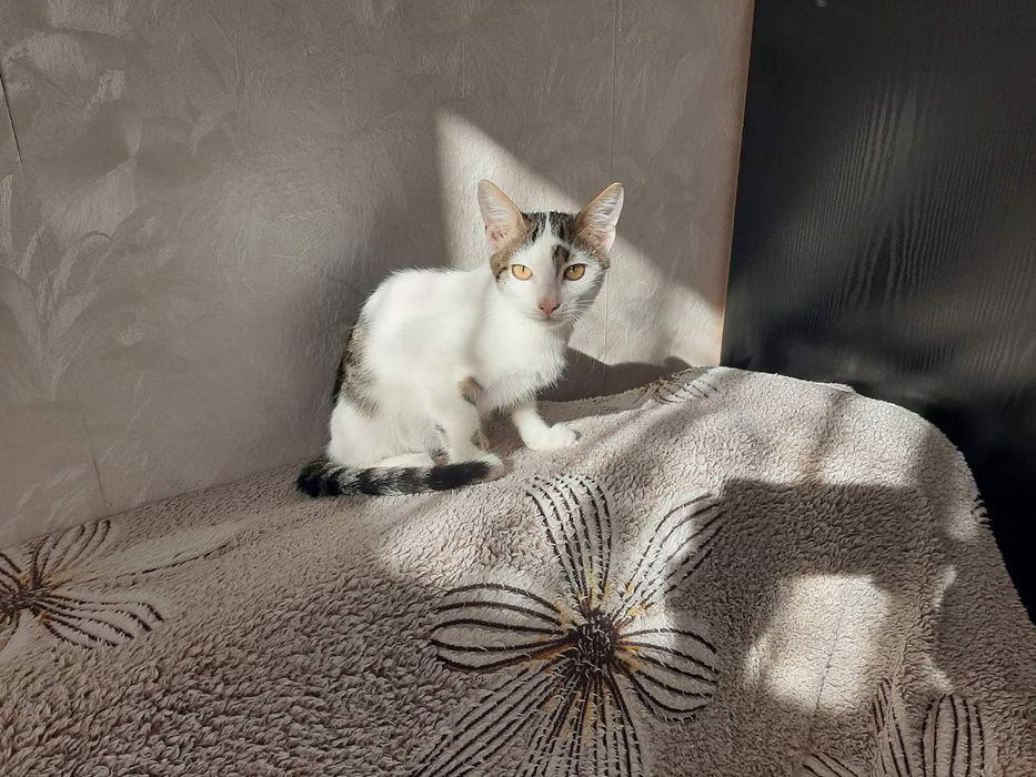 Котенок в хорошие руки. Котик бесплатно. Кот даром. Котята