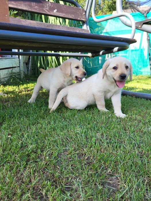 Suczka Labradory Retriever Biszkoptowe