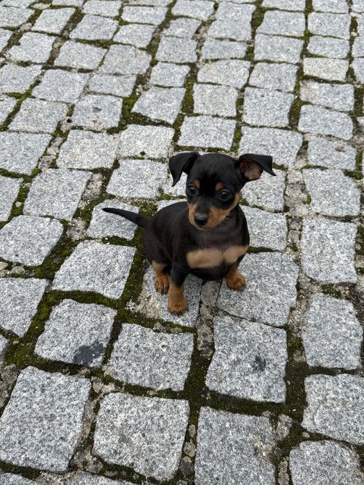 Pinscher pincher 2,5 meses