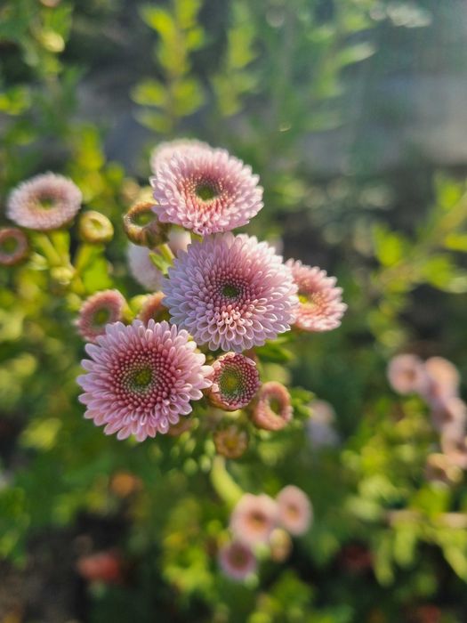 Саджанці квітів саженцы цветов неприхотливых