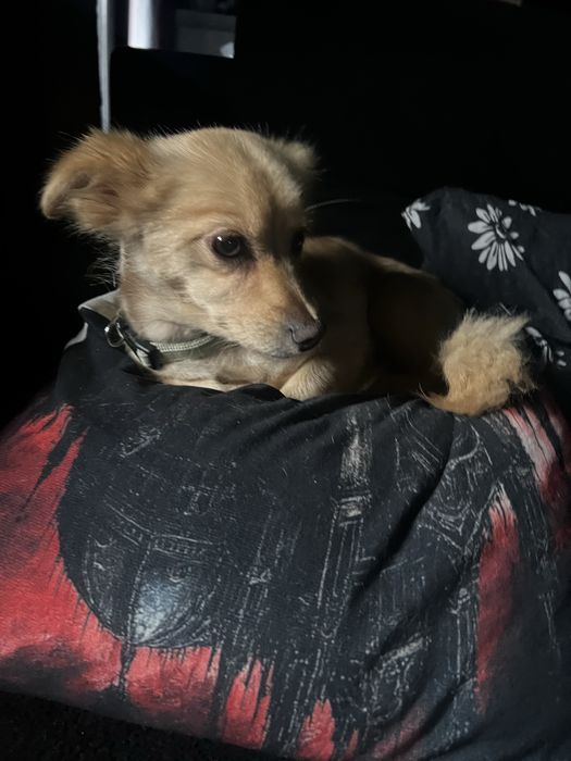 Siri ma 1,5 roku i 2,5 kg w typie chihuahua