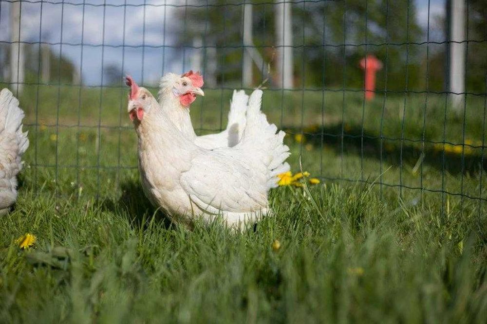 Kurki nioski Tetra biała odchowana