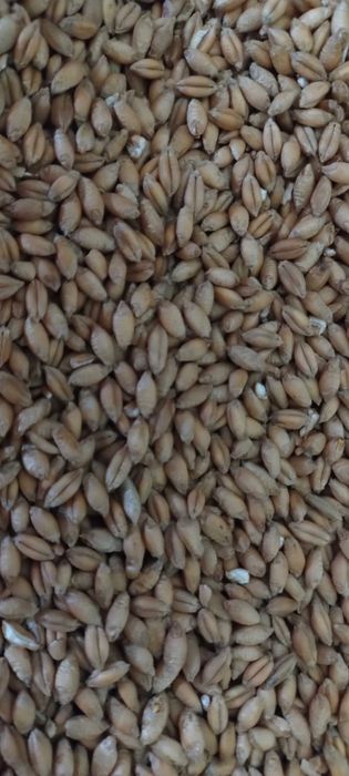 Sprzedam pszenice i pszenżyto po centrali