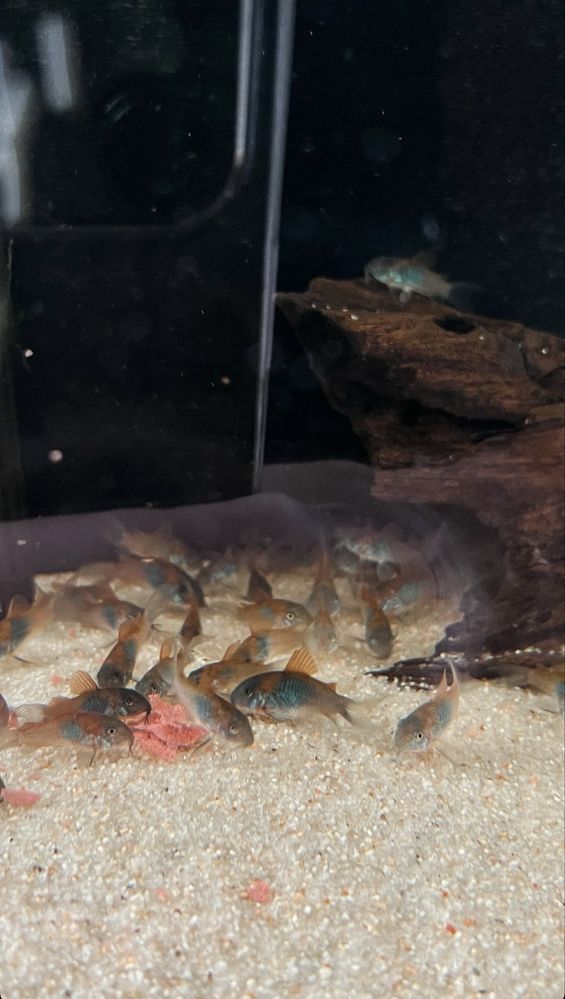 Corydora Orange Venezuela - criação nacional
