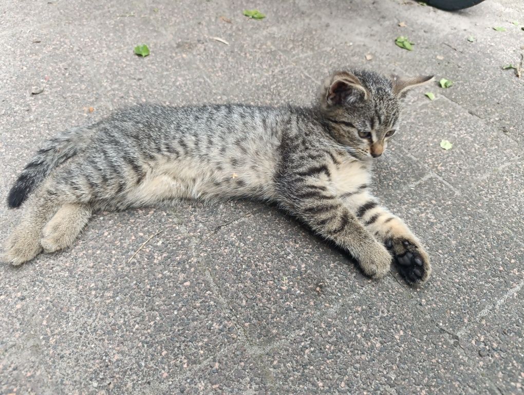 Młoda kotka do adopcji