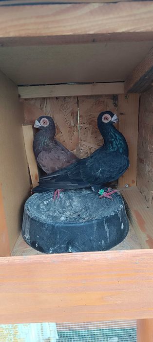 Gołębie brodawczaki para