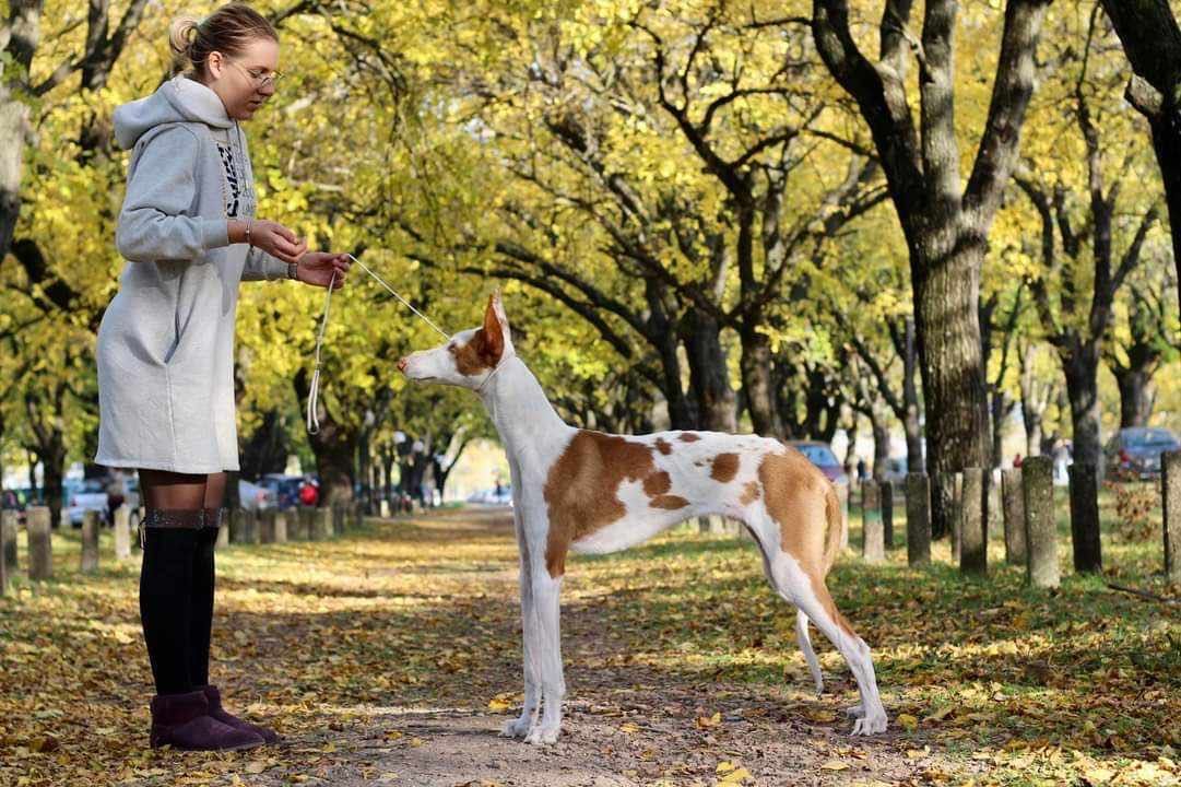 Podenco z Ibizy / Podenco Ibicenco Szczenię Samiec