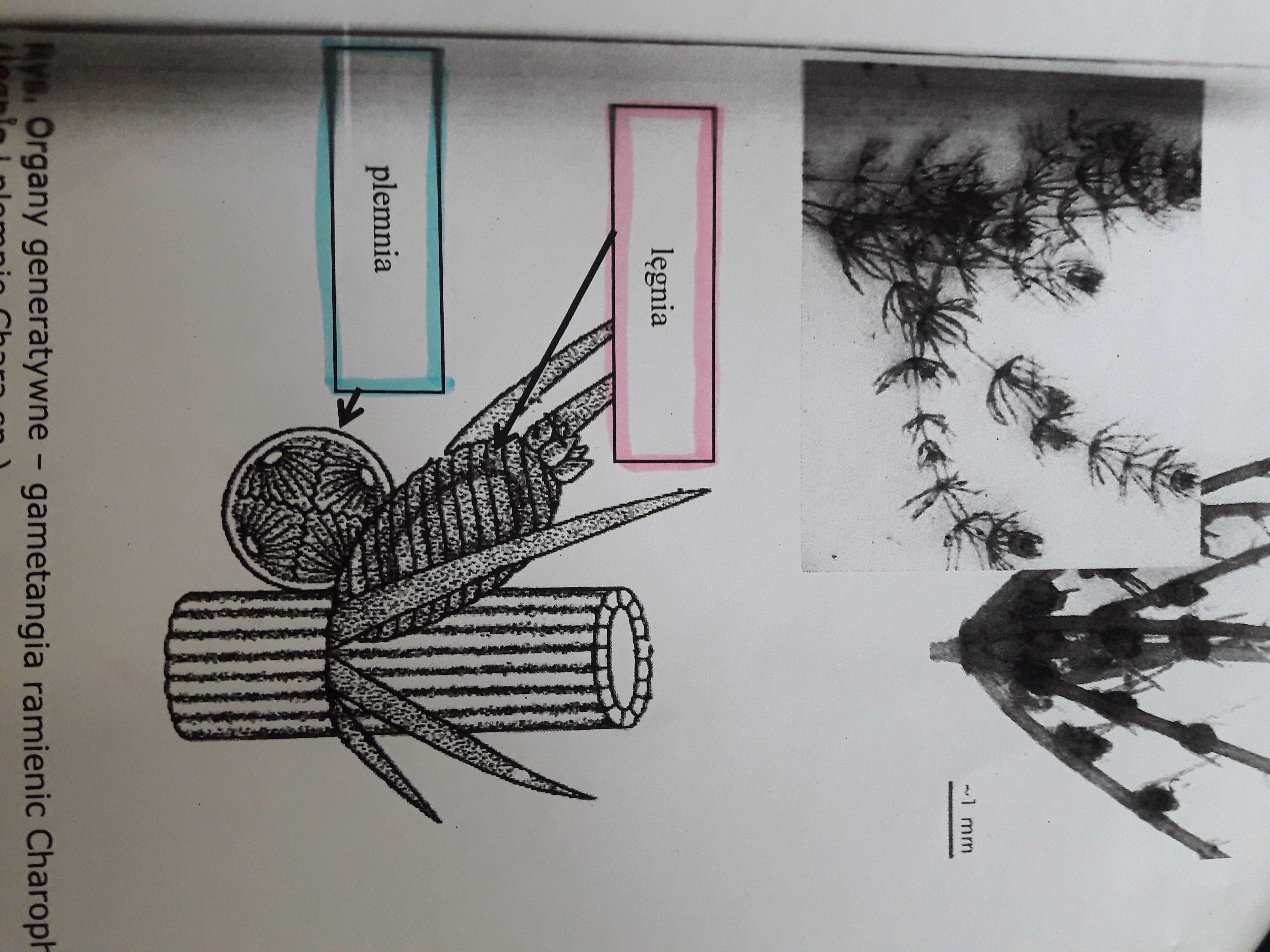 notatki studia ochrona środowiska pierwszy 1 rok biologia laboratoria