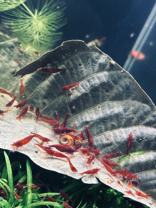 Krewetki Bloody Marry 10 sztuk