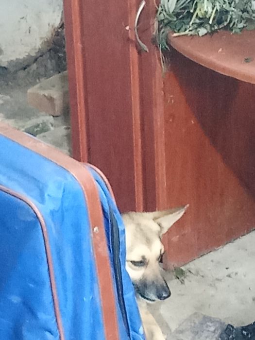 Роздаємо собачок