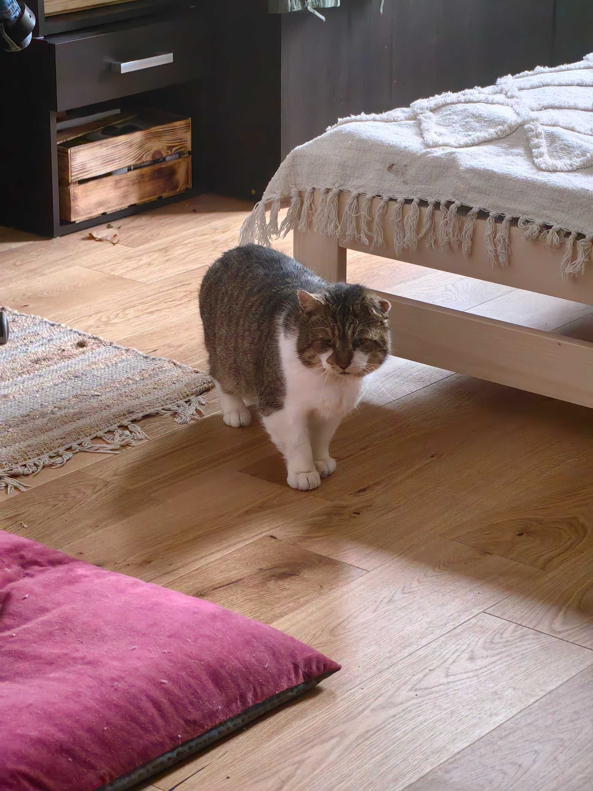 Petsitter opieka nad zwierzetami Lublin