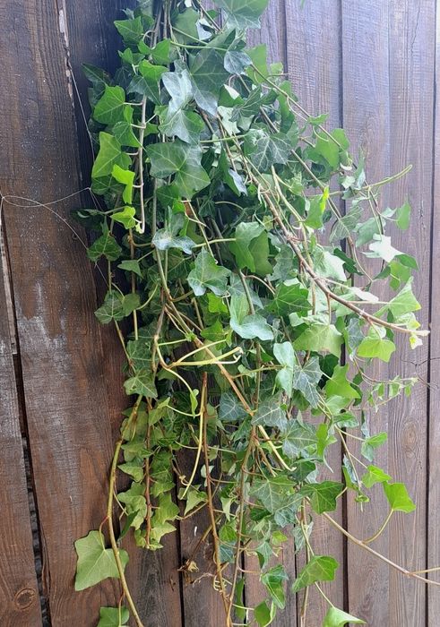 Плющ вічнозелений зріз.