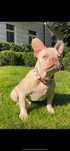 Buldog francuski New shade isabella platinum lilac liliowy kremowy