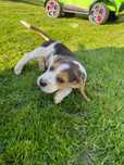 Szczeniak Beagle piesek