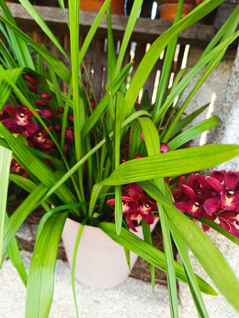 Vaso de orquídeas