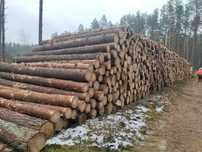 Skup Drewna Wycinka drewna zakup lasów na pniu Karczowanie