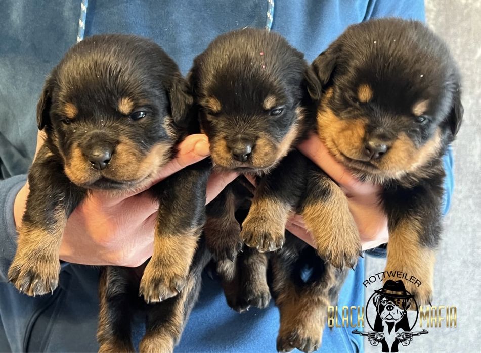 Щенки ротвейлера крови известных питомников