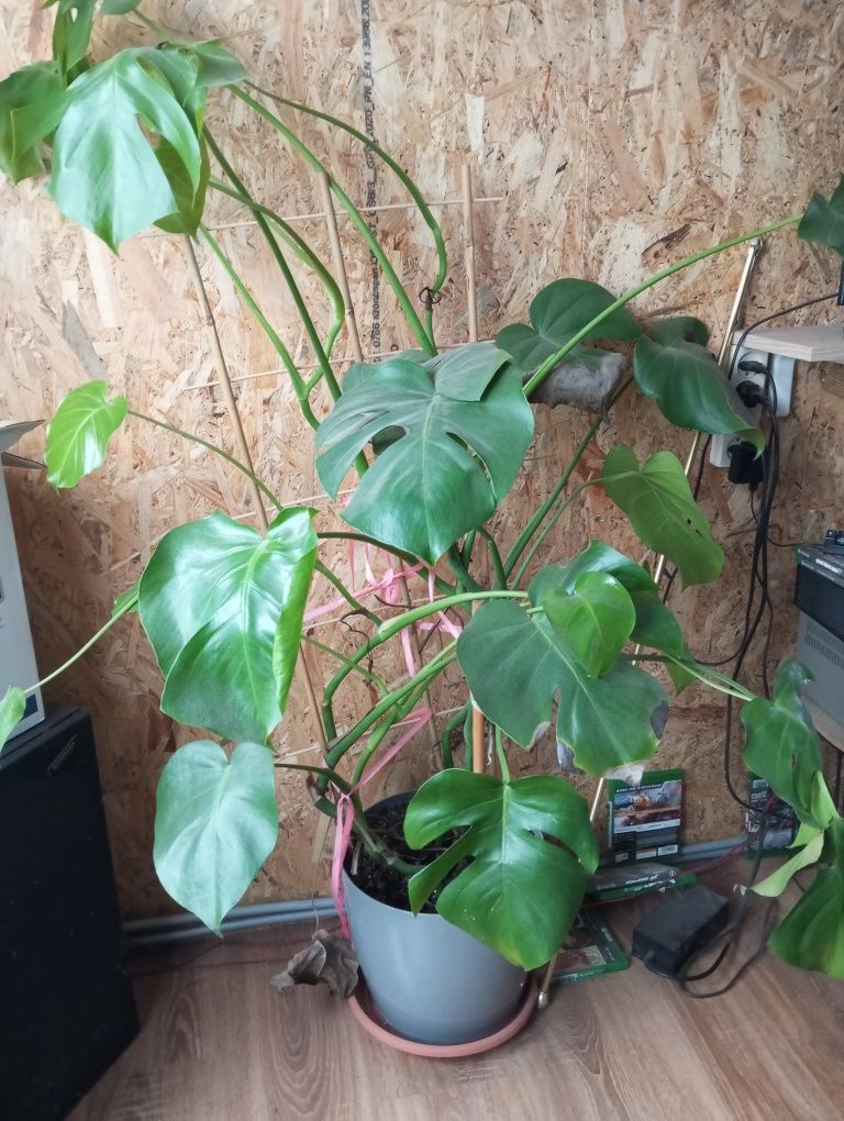 Monstera  wysokość ok 130