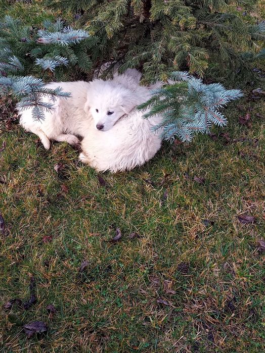 Owczarki podhalańskie