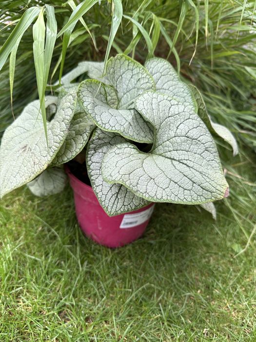 Brunnera silver heart
