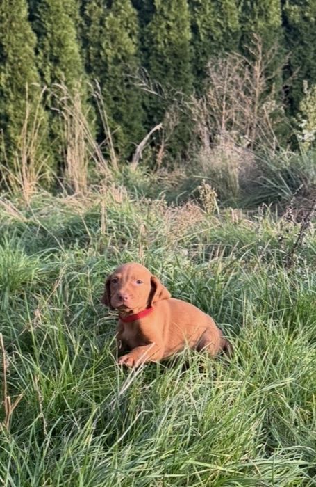 Wyżeł Węgierski szczeniak