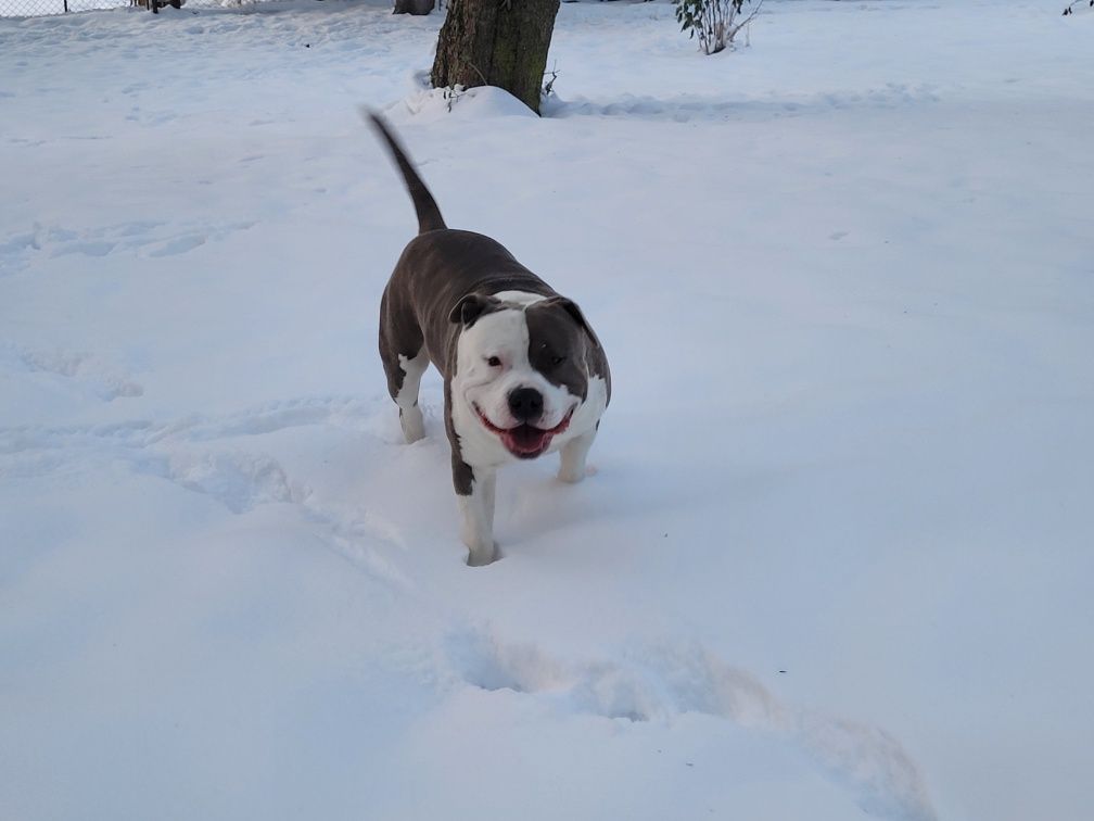 Piesek Amstaff piesek szczeniak ZAREZERWOWANY