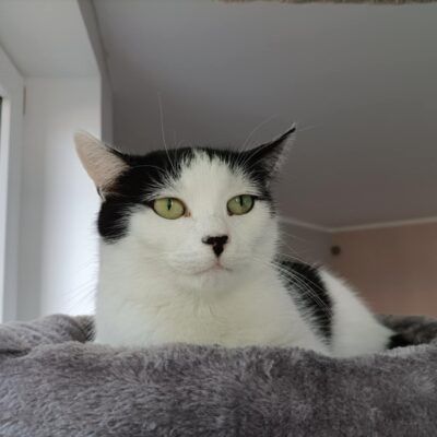 Daisy szuka kochającego domu