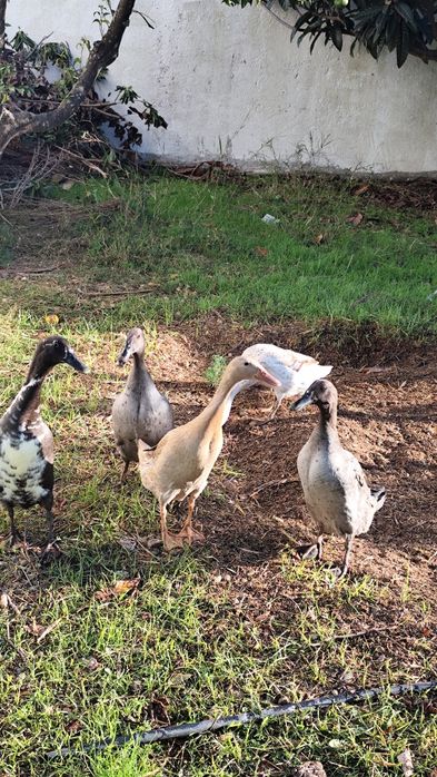 Bando de patos corredores