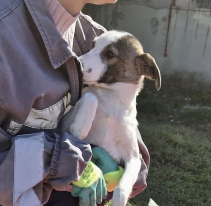 NADZIEJA – 5 mięs. Kochana sunia