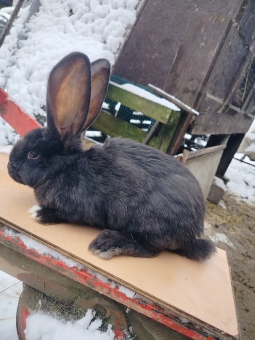 Witam sprzedam samicę Belgiska