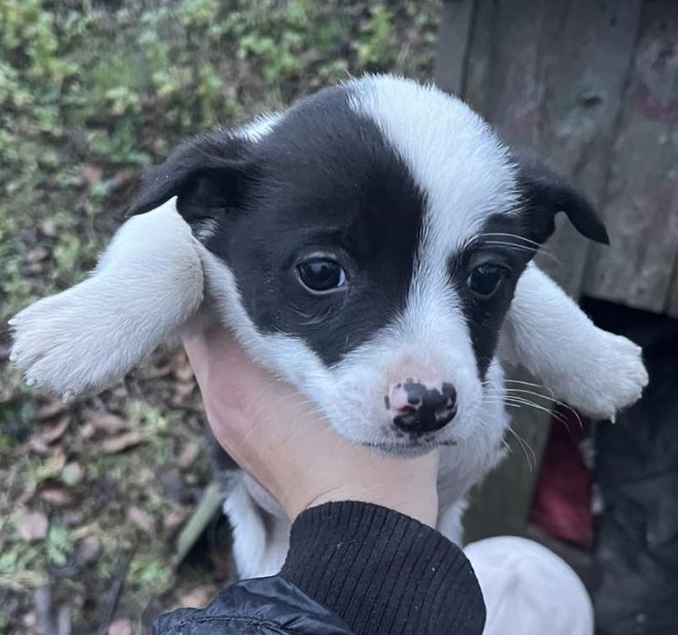 Щенки от небольшой собаки