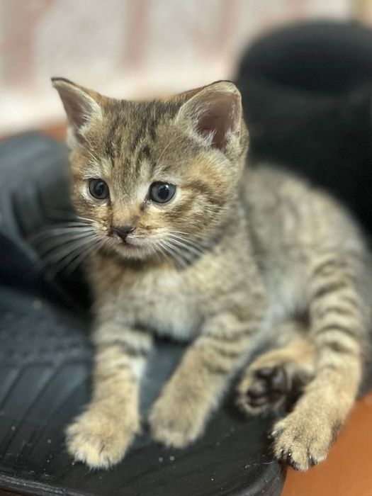 Віддаю котенят у добрі руки