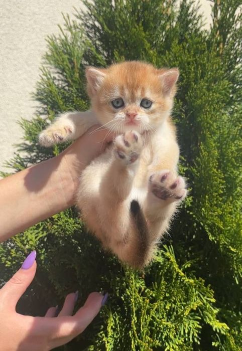 Шотландський Котик золота шиншила