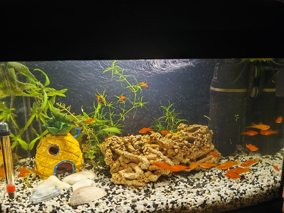 Mieczyki Czerwone Red