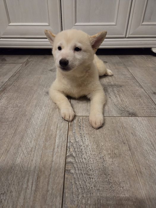 Kremowy piesek Shiba inu