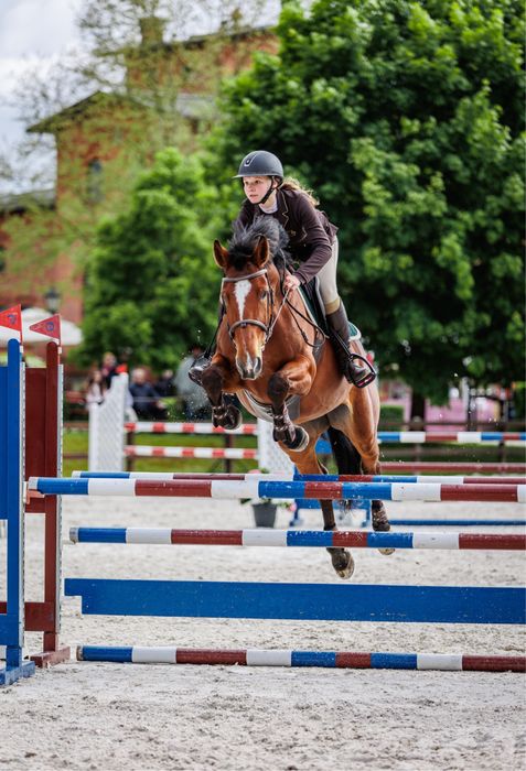 Oldenbusra klacz z bardzo dobrym rodowodem