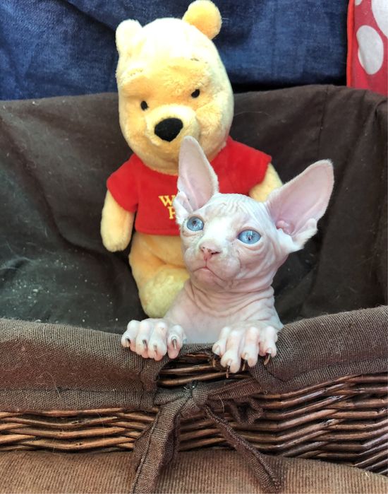 Канадские супердетки