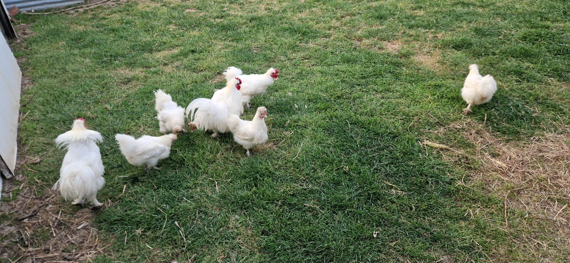 Venda de Sedosa Machos e fêmeas