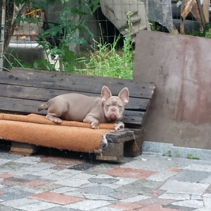 Французский бульдог