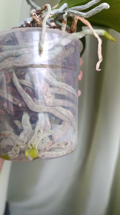 Орхідея Мікі Кроун. З квітоносом