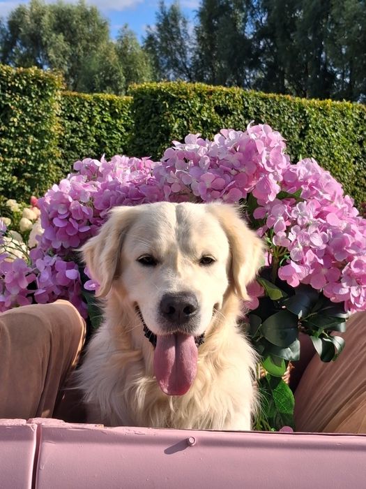 Золотистий ретрівер з документами