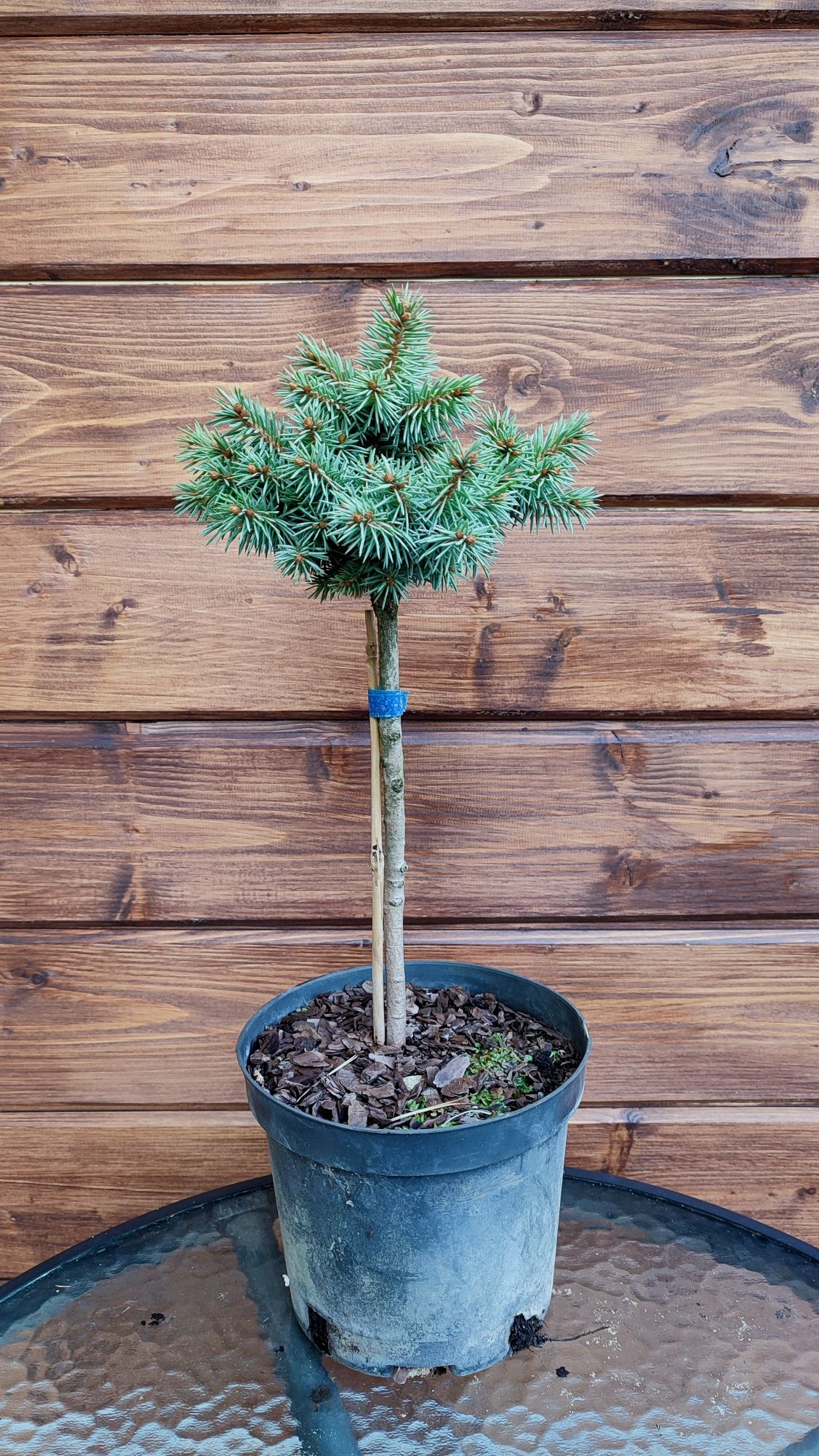 Ель Блю Пёрл (picea abies Blue Pearl)