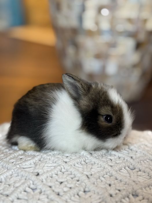 Króliczek Teddy karzełek najmniejszy miniaturka