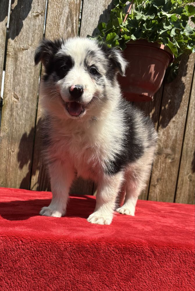 Border collie- suczka blue merle
