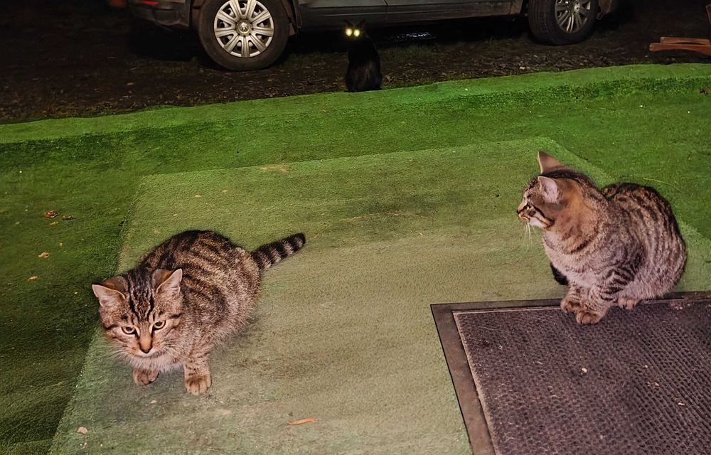 Kotka i kocur do oddaną za DARMO