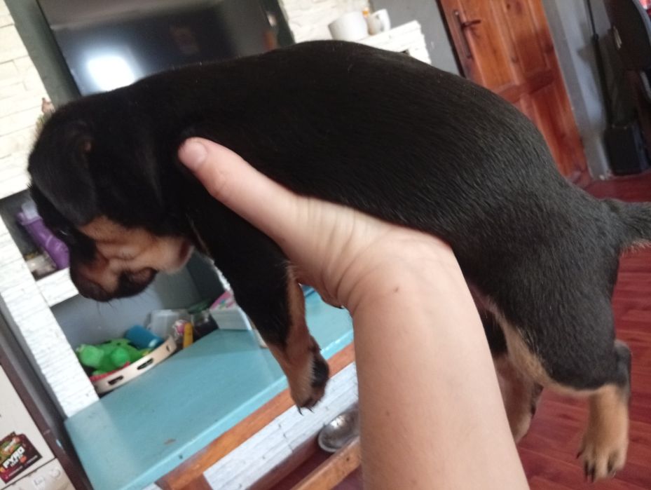 Sunia suczka oddam za darmo NOWY SĄCZ