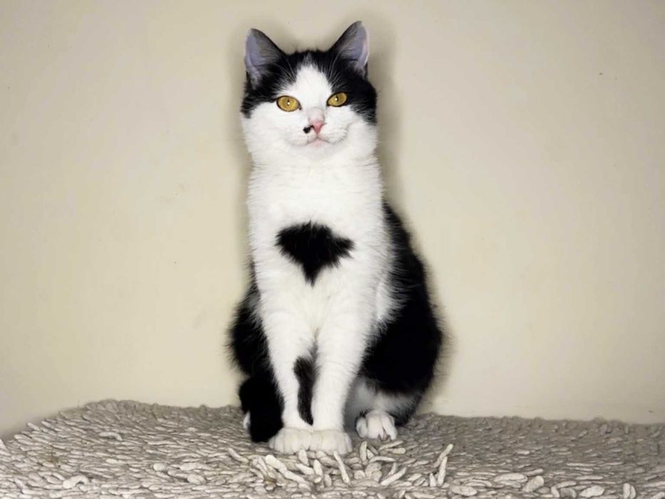 Красуня кішечка Брошка (4,5 місяці) дуже чекає на люблчу родину!