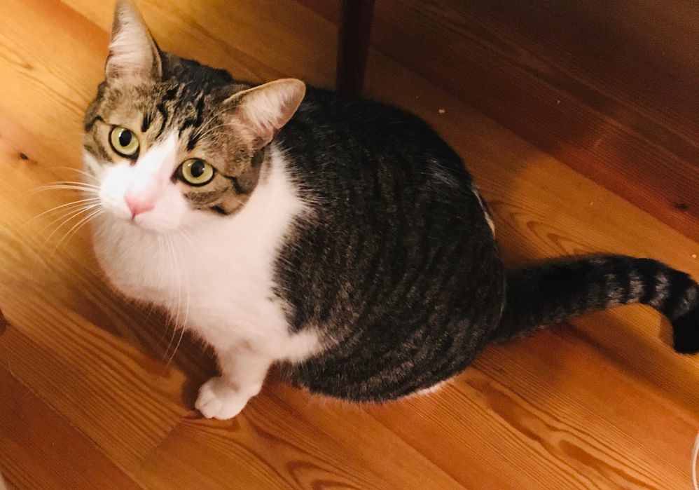 Gata doce com 5 anos.